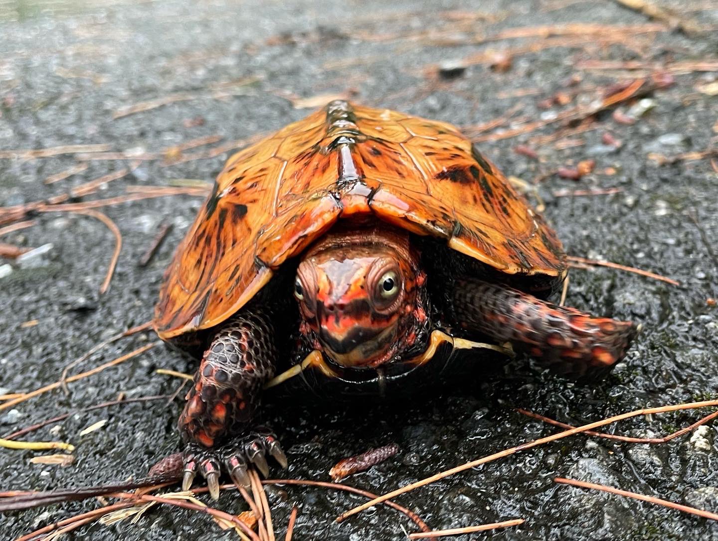天然記念物リュウキュウイソバナ珊瑚 リュウキュウイソバナ
